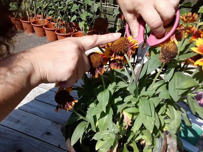 deadheading a Gaillardia