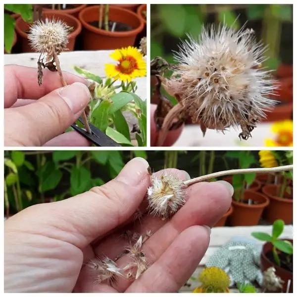 Harvesting gaillardia seeds