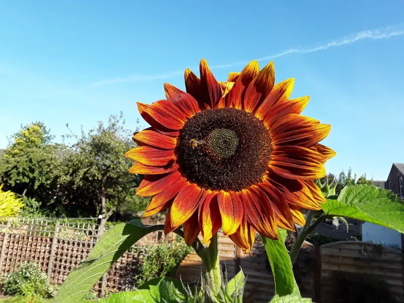 Ruby Sunset sunflower