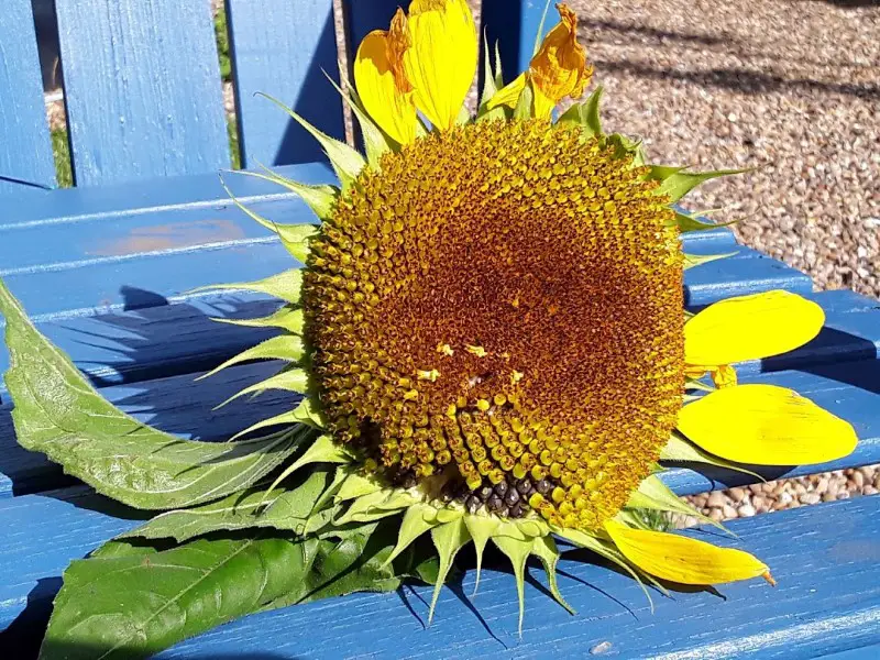 why are sunflowers called sunflowers