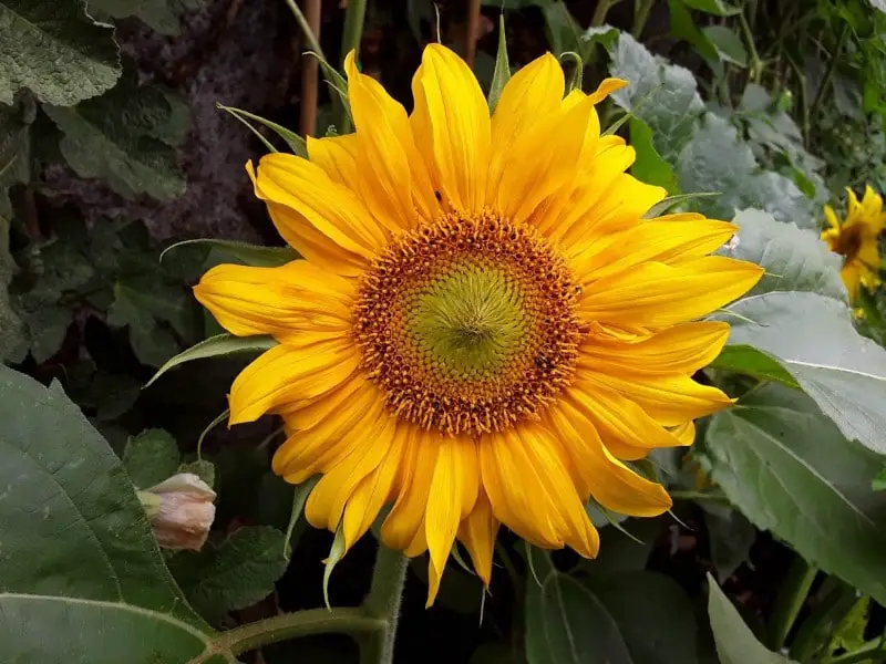 a sunflower looks like the sun 