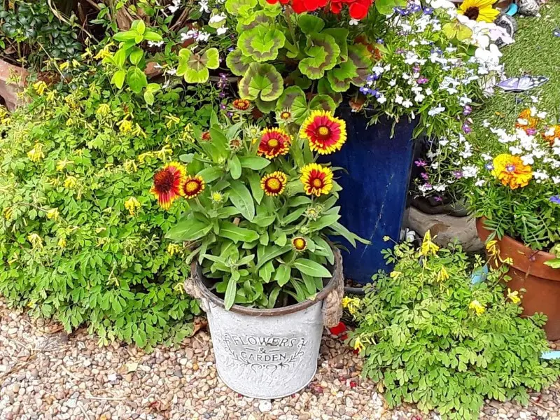 potted gaillardia