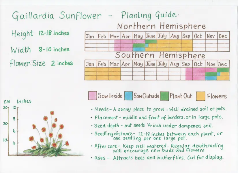 gaillardia-sunflower-planting-guide